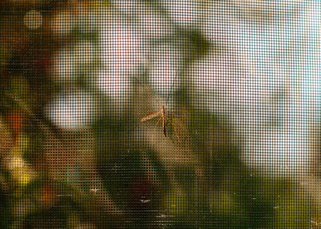 Insect on window fly screen